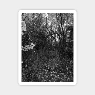 Autumn Forrest in Black and White Magnet