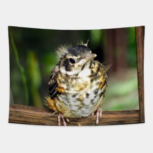 Young American Robin Perching Tapestry