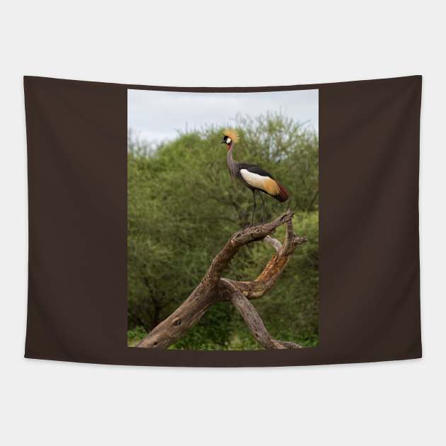 Grey Crowned Crane Tapestry by yairkarelic