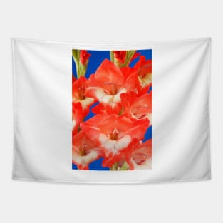 Gladiolus  'Daniella' Tapestry