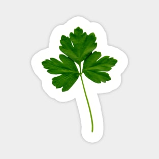 Italian Parsley Magnet