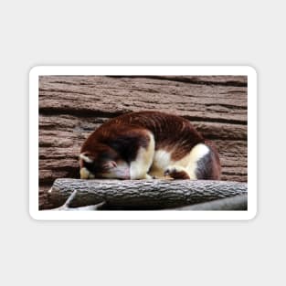 Matschie’s Tree Kangaroo Magnet