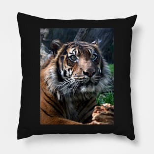 In My Sights Pillow