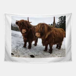 Scottish Highland Cattle Cow and Calf 1679 Tapestry