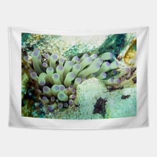 Purple Tipped Giant Sea Anemone and Cleaner Shrimp Tapestry