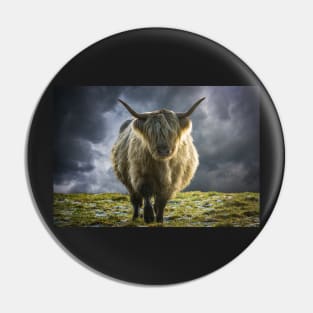 Scottish Highland Cow In The Winter Sun Pin