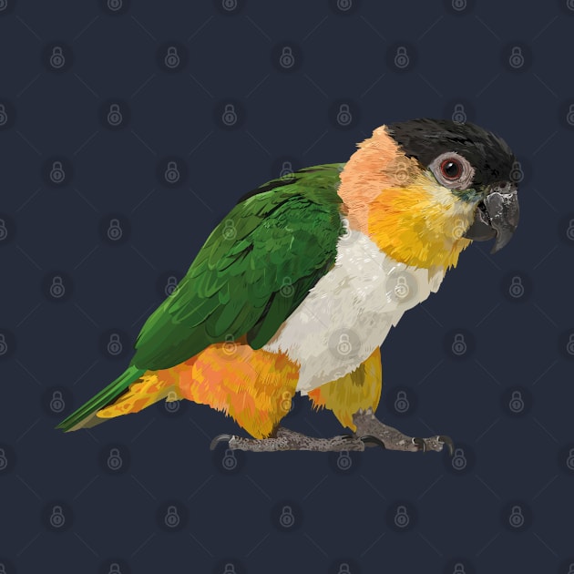 black headed caique by obscurite