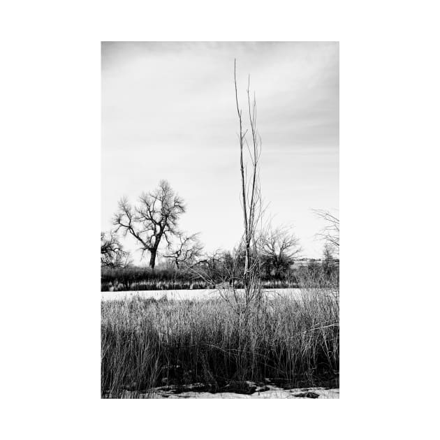 Cherry Creek Winter Study 1 by bobmeyers