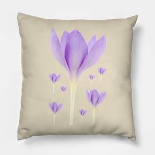 Crocus goulimyi   AGM  Autumn flowering crocus Pillow