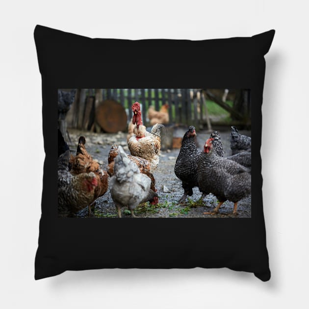 Free range chicken in the countryside Pillow by naturalis