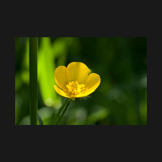 Buttercup by EugeJ