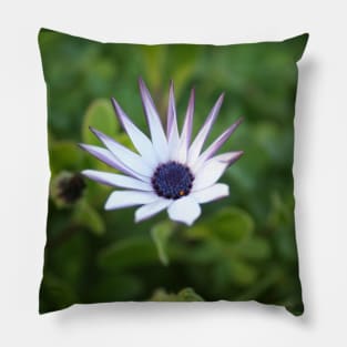 Startled African Daisy Flower Pillow