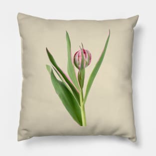 Tulipa &#39;Eternal Flame&#39; Double Early Tulip Pillow