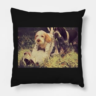 Italian Spinone Puppy Wrestling Pillow