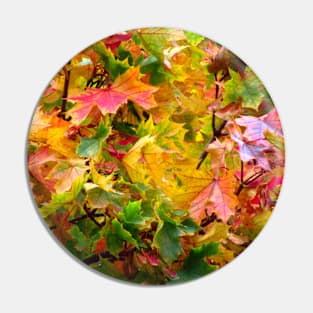 colorful autumn leaves on a tree, leaf, trees Pin