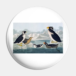 Group of auks and auklets, artwork (C011/2992) Pin