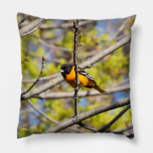 Baltimore Oriole Perched On A Tree Branch Pillow