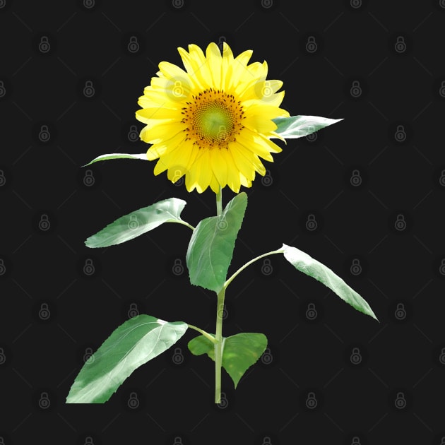 Sunflower by HammerPen