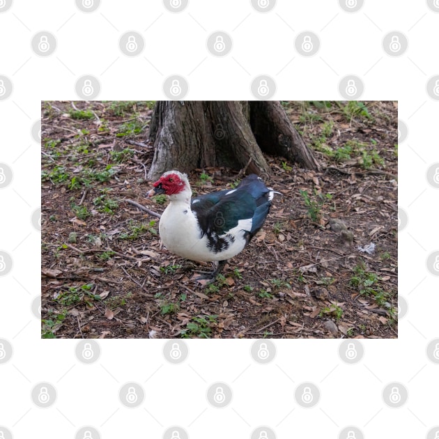 Muscovy Duck Red Black and White by SafariByMarisa