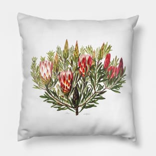 Protea Flowers, Native Australian floral print Pillow