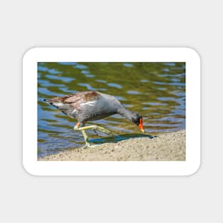 Common gallinule 3 Magnet