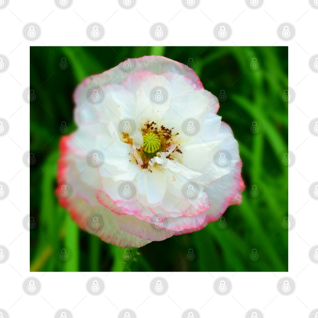 Poppy white flower photo by olgart