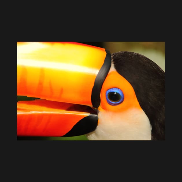 Quaint Bird: Portrait of a Toco Toucan at Iguassu, Brazil. by Carole-Anne