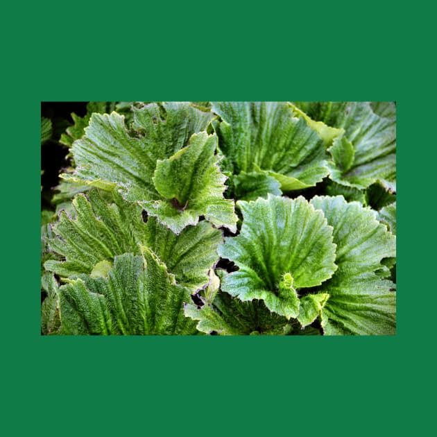 Macquarie Island Cabbage by Carole-Anne