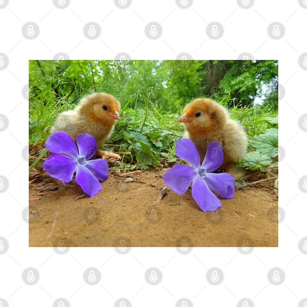 Belgian D'Uccle Chicks with Flowers by TrapperWeasel