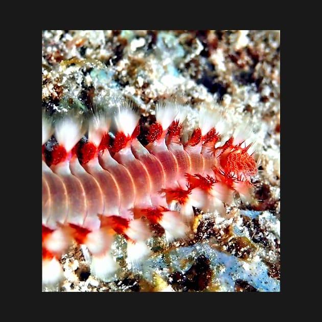 Bearded Fire Worm by Scubagirlamy