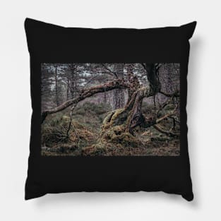 'Split Tree, Autumn', Blackwood of Rannoch, near Kinloch Rannoch. Pillow