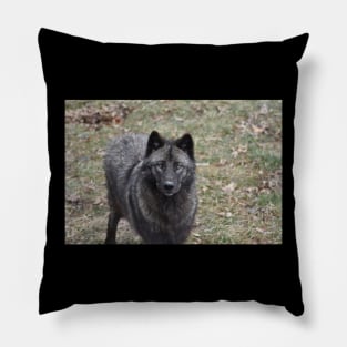 Black Wolf Pillow