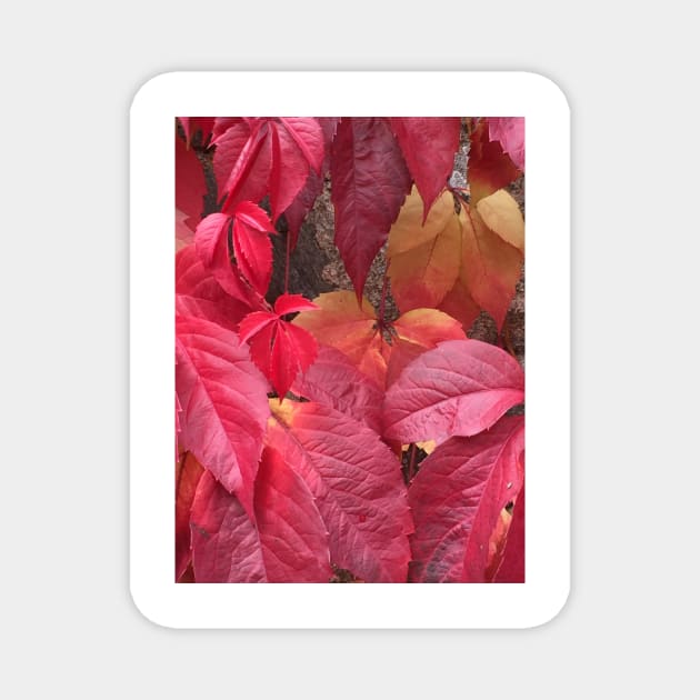 Autumn (Fall) Leaves Magnet by golan22may