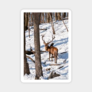 Red Deer In Winter Woods Magnet