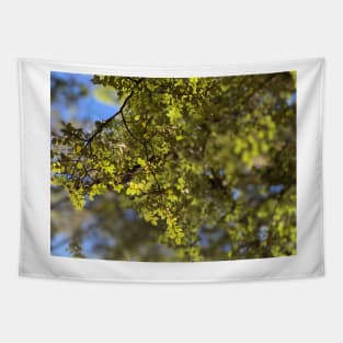 Beech Tapestry