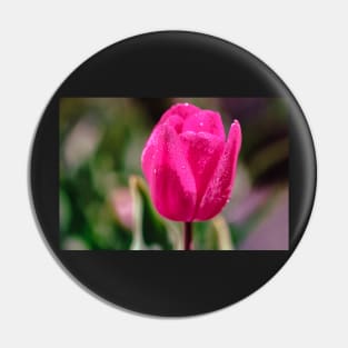 Pink tulip close-up Pin