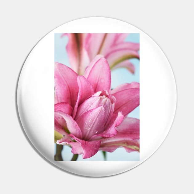 Lilium  Roselily Isabella  Double Oriental hybrid Lily Pin by chrisburrows