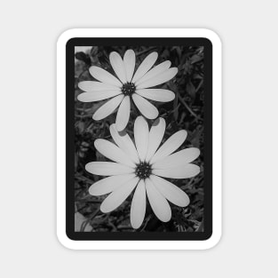 Blossoming White Osteospermum Flowers Vanilla Magnet