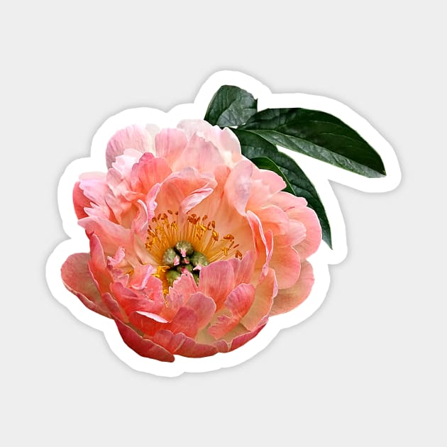 Pink Peony in Sunshine Magnet by SusanSavad