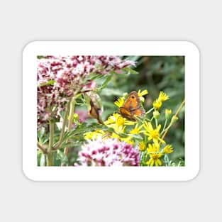 Gatekeeper Butterfly Magnet