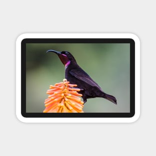 Amethyst Sunbird, South Africa Magnet