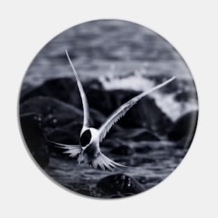 Crested Tern_VOA8098 Pin