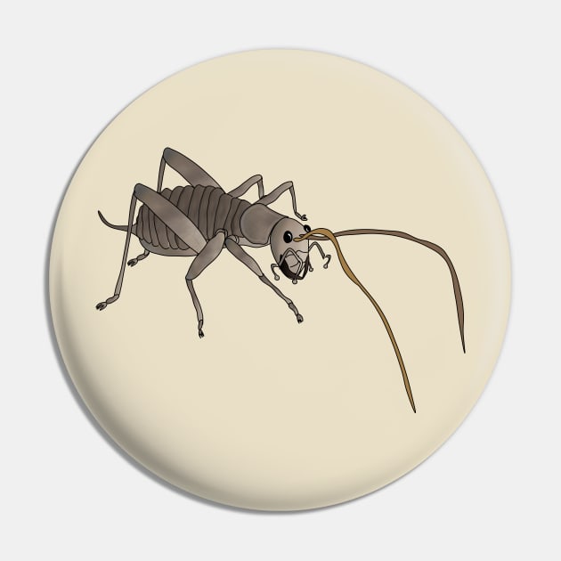 Weta biggest insect Pin by FabuleusePlanete