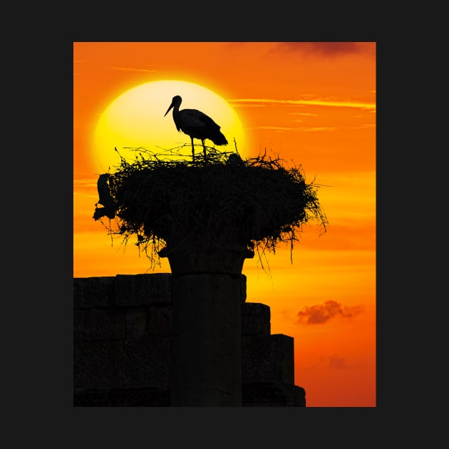 Volubilis Stork. by bulljup