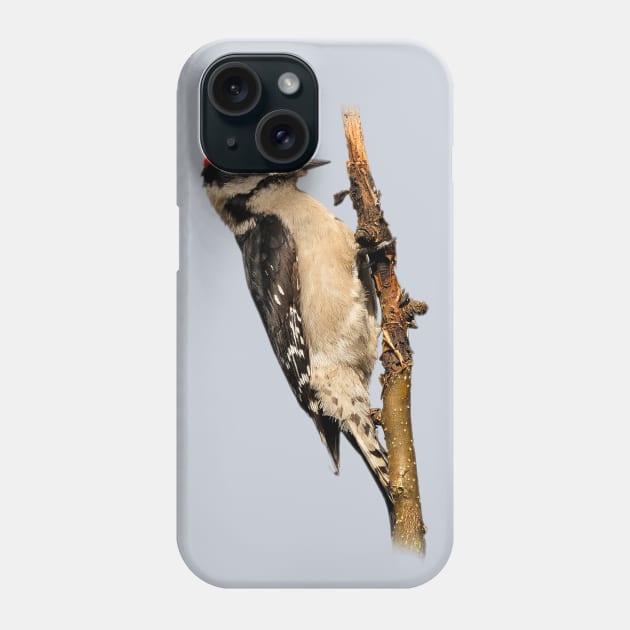 Male Downy Woodpecker on the Pear Tree Phone Case by walkswithnature