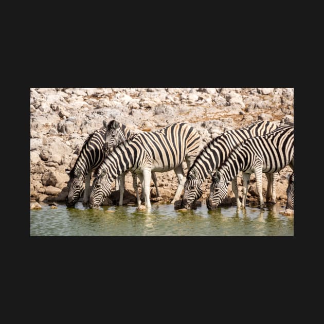 Zebras at the waterhole, Etosha National Park, Namibia by AndrewGoodall