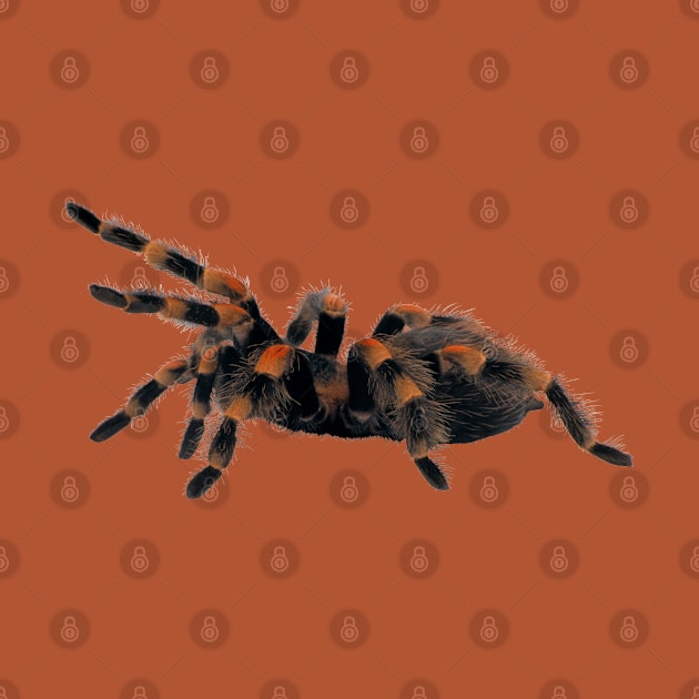 Spider Tarantula by Happy Art Designs