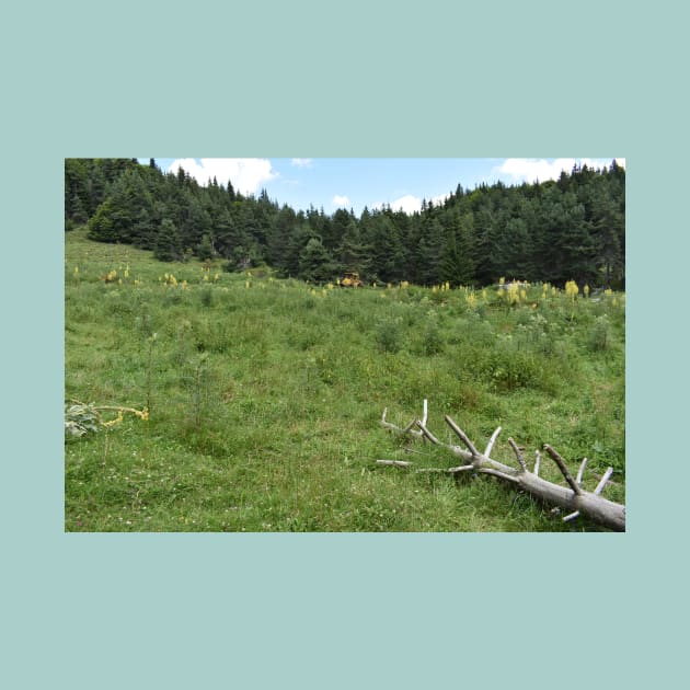 Picea abies native forest in northern Greece by Forest Life