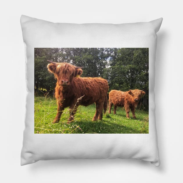 Scottish Highland Cattle Calf 2048 Pillow by SaarelaHighland