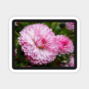 Cute pink flower Magnet